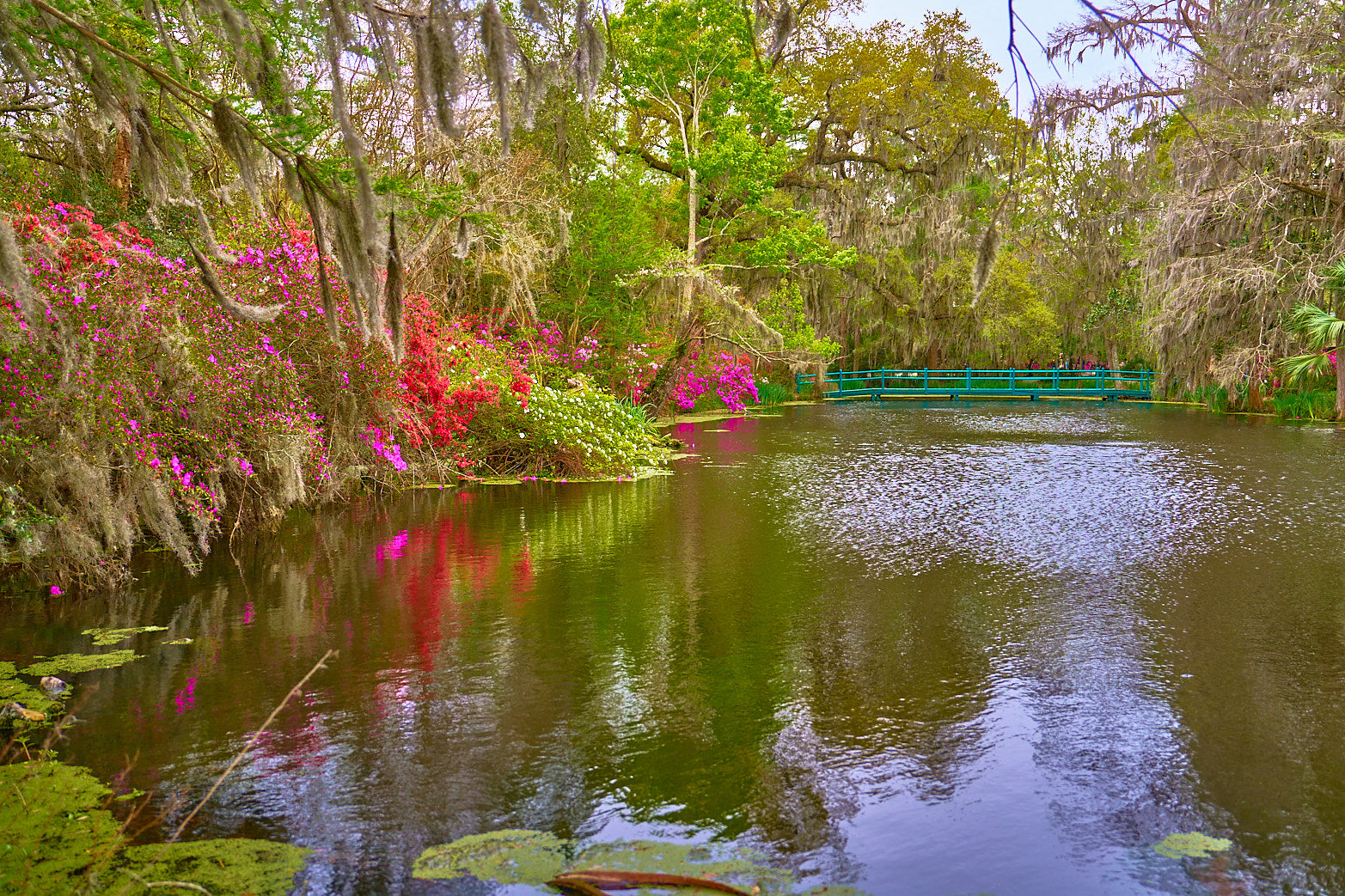 Cypress Lagoon