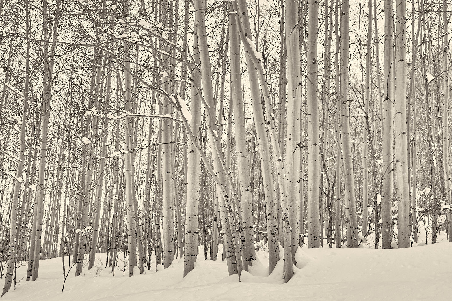 Winter In Aspen
