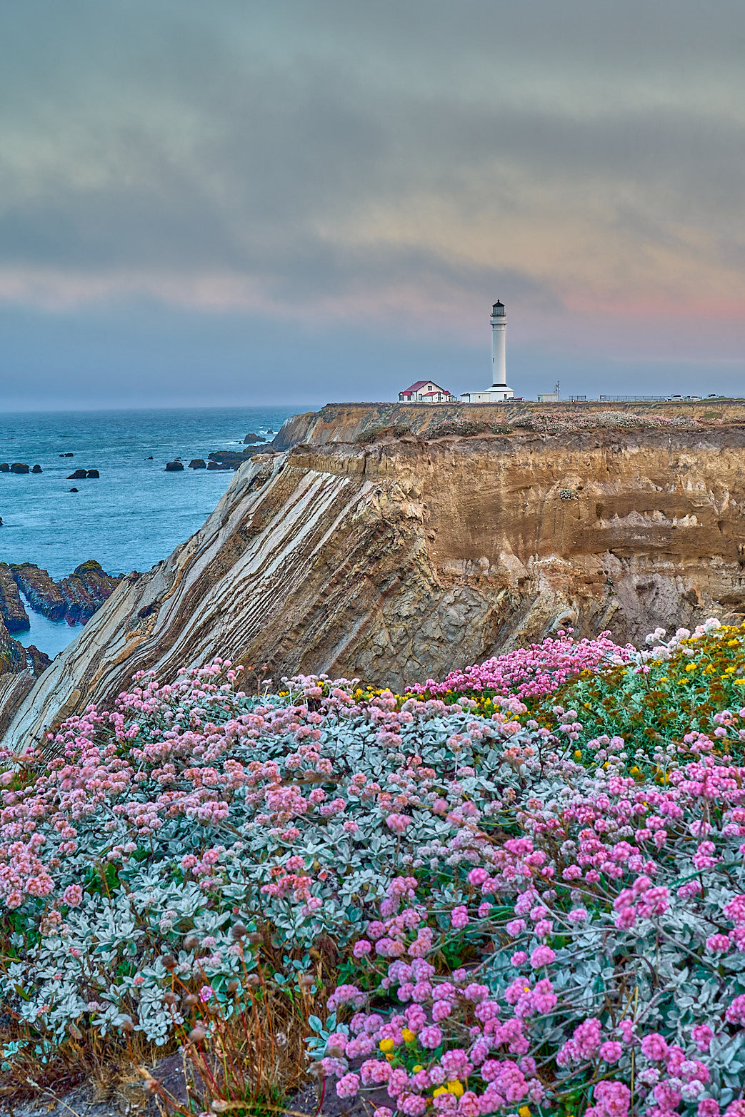 Point Arena Wildflowers
