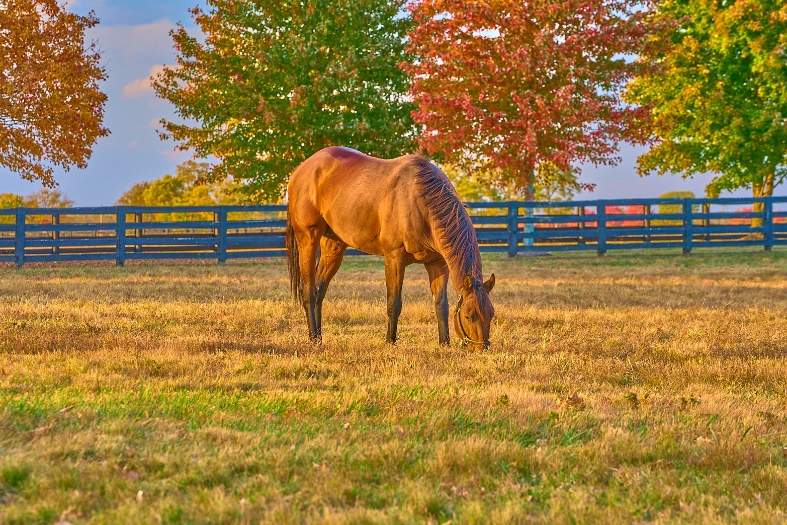 Lone Thoroughbred