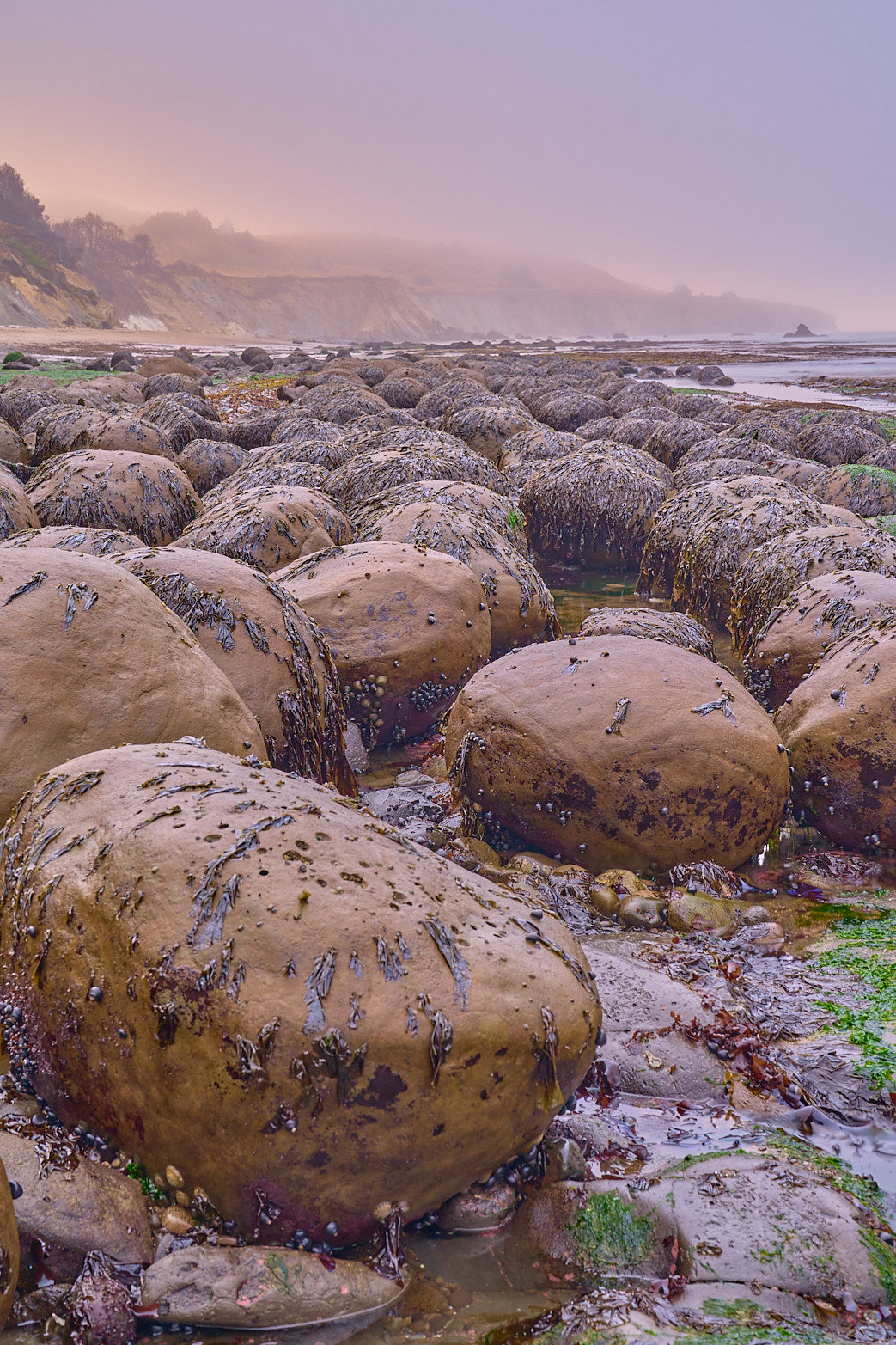 Mendocino Dawn