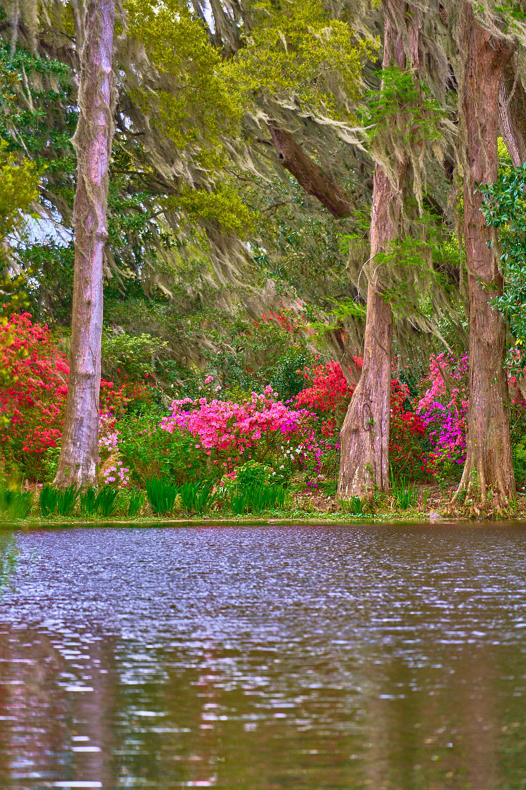 Waterside Bloom