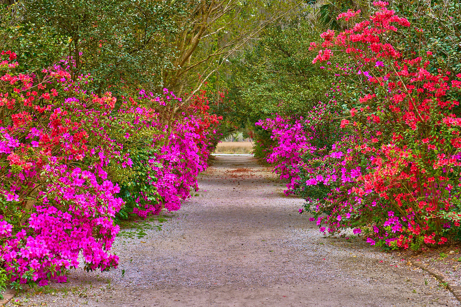 Azalea Corridor