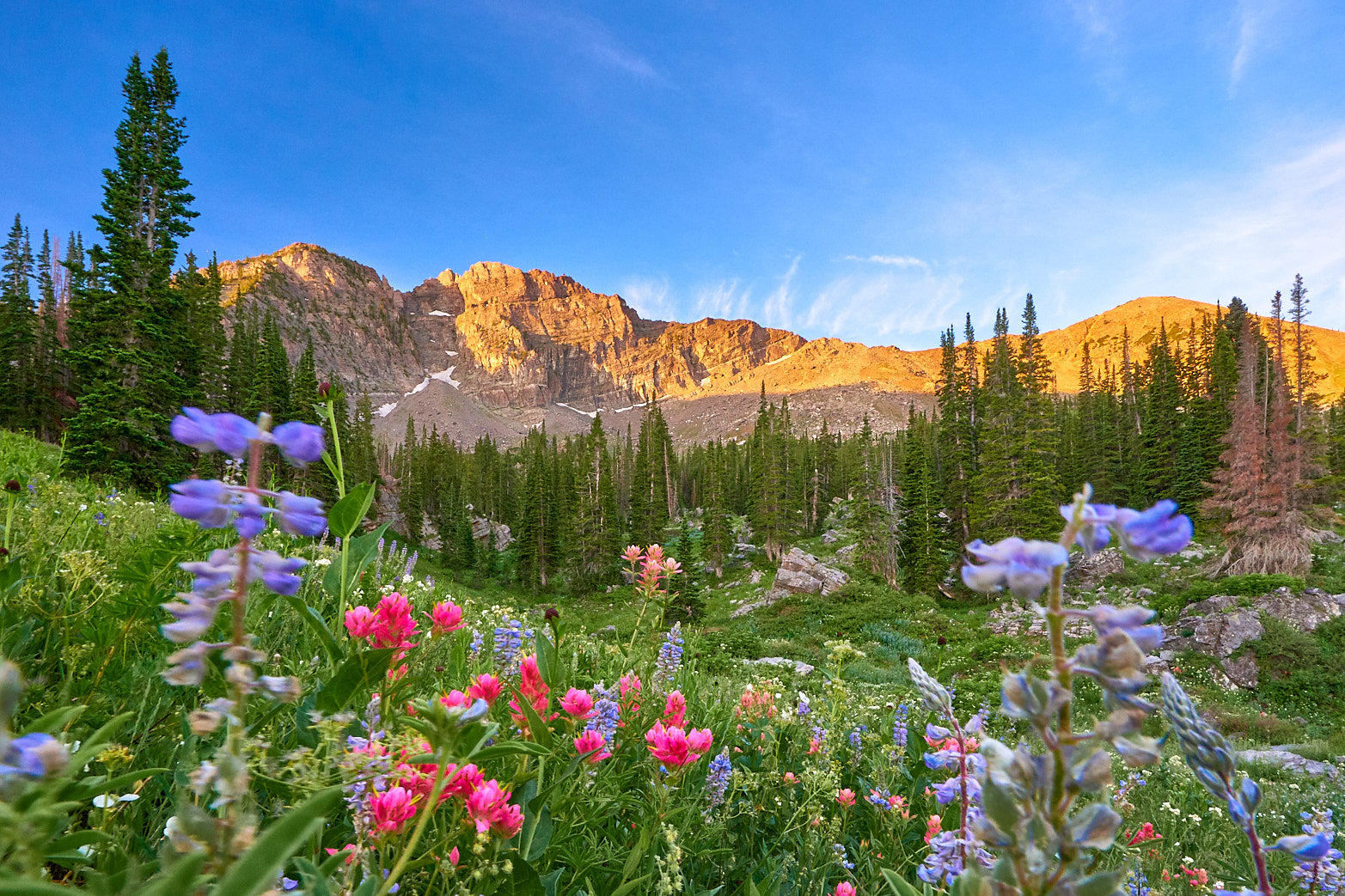 Alpine Bloom