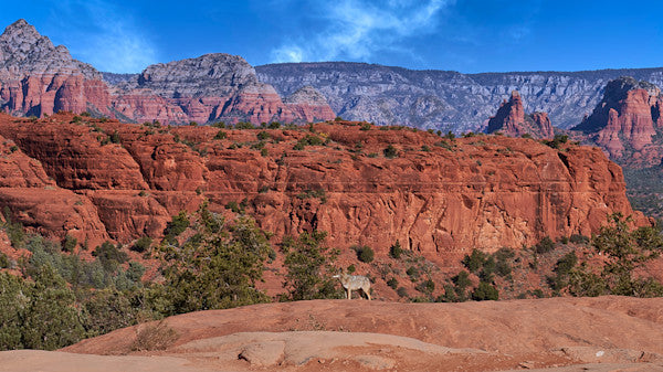 Sedona Coyote