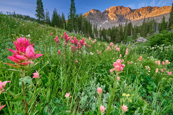 Wildflowers in the Valley