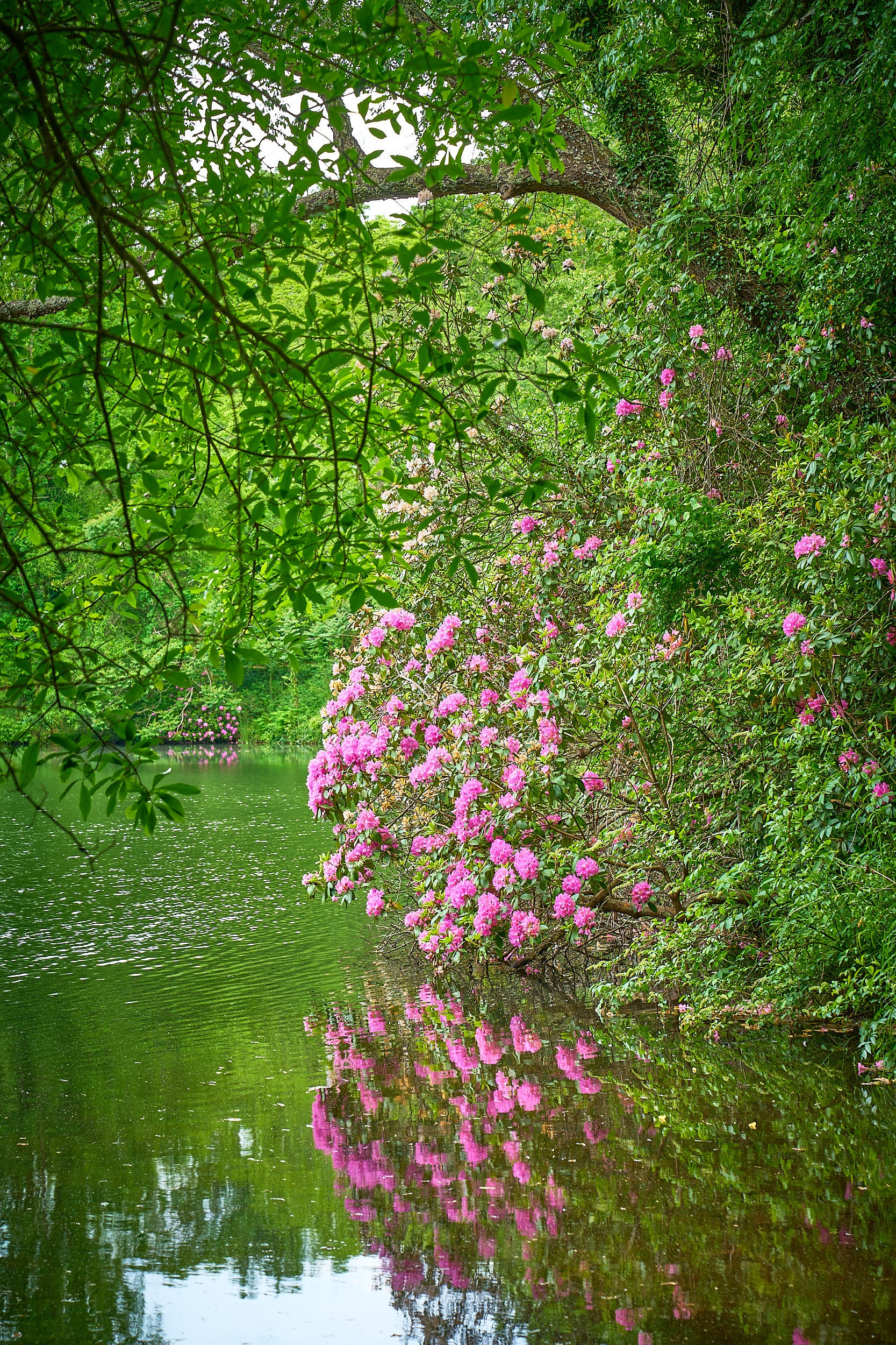 Garden Reflection