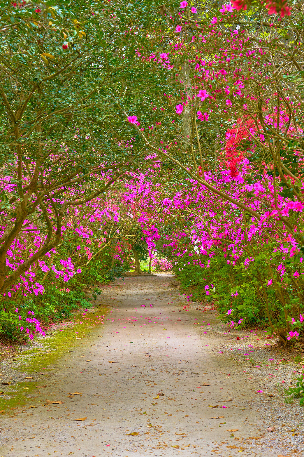 Into the Bloom