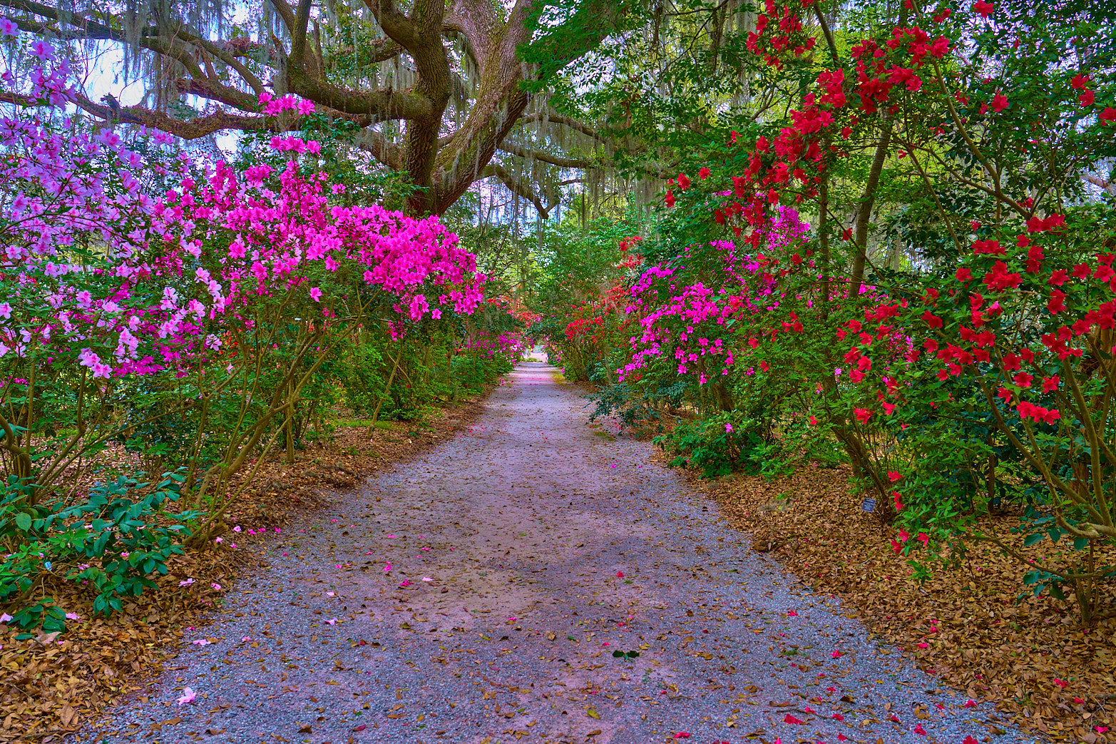 Spring Lane