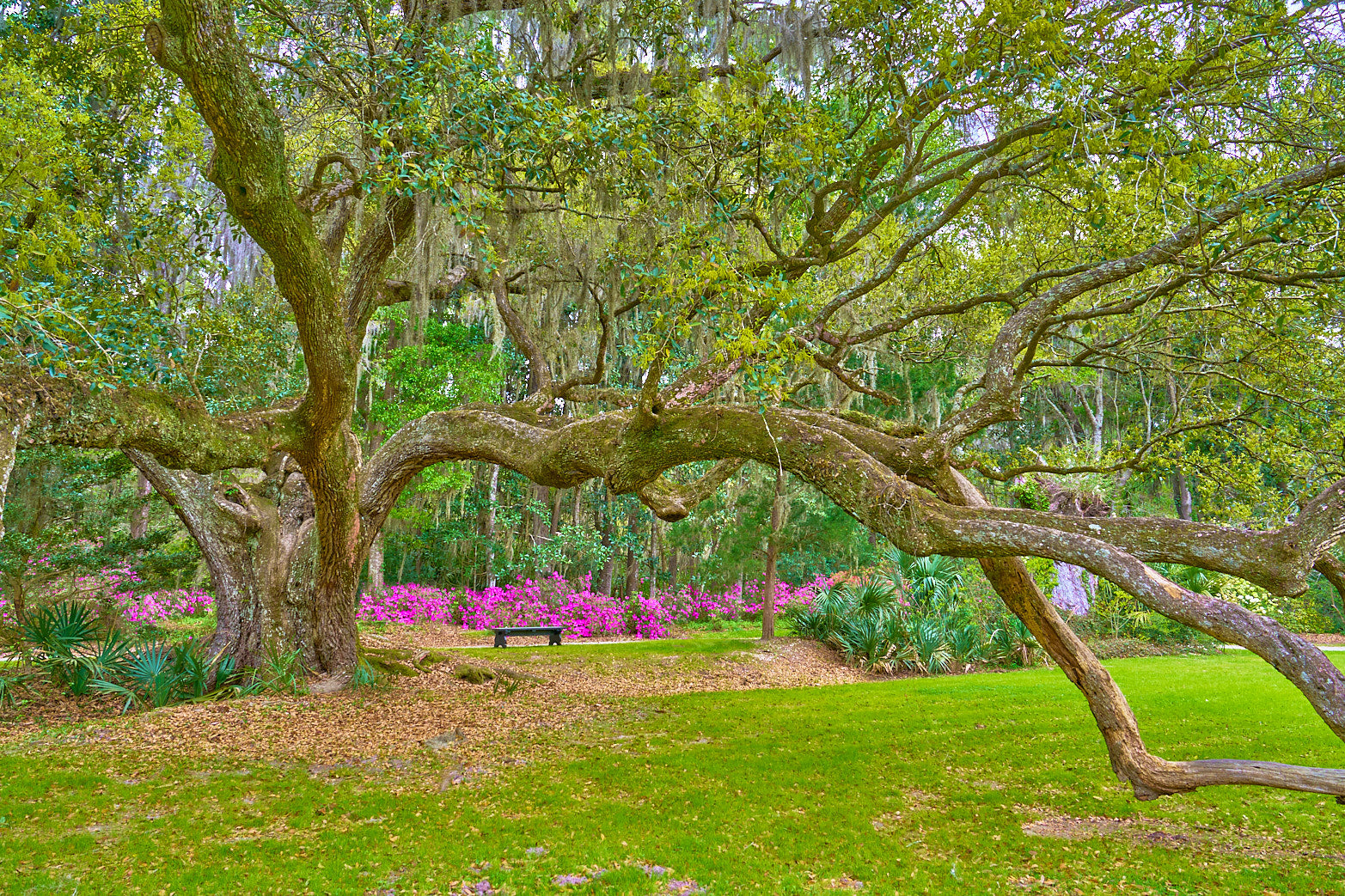 Beneath Ancient Boughs