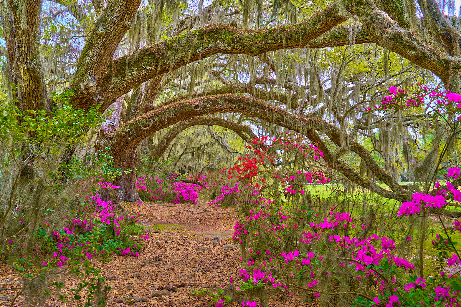 Oak Canopy