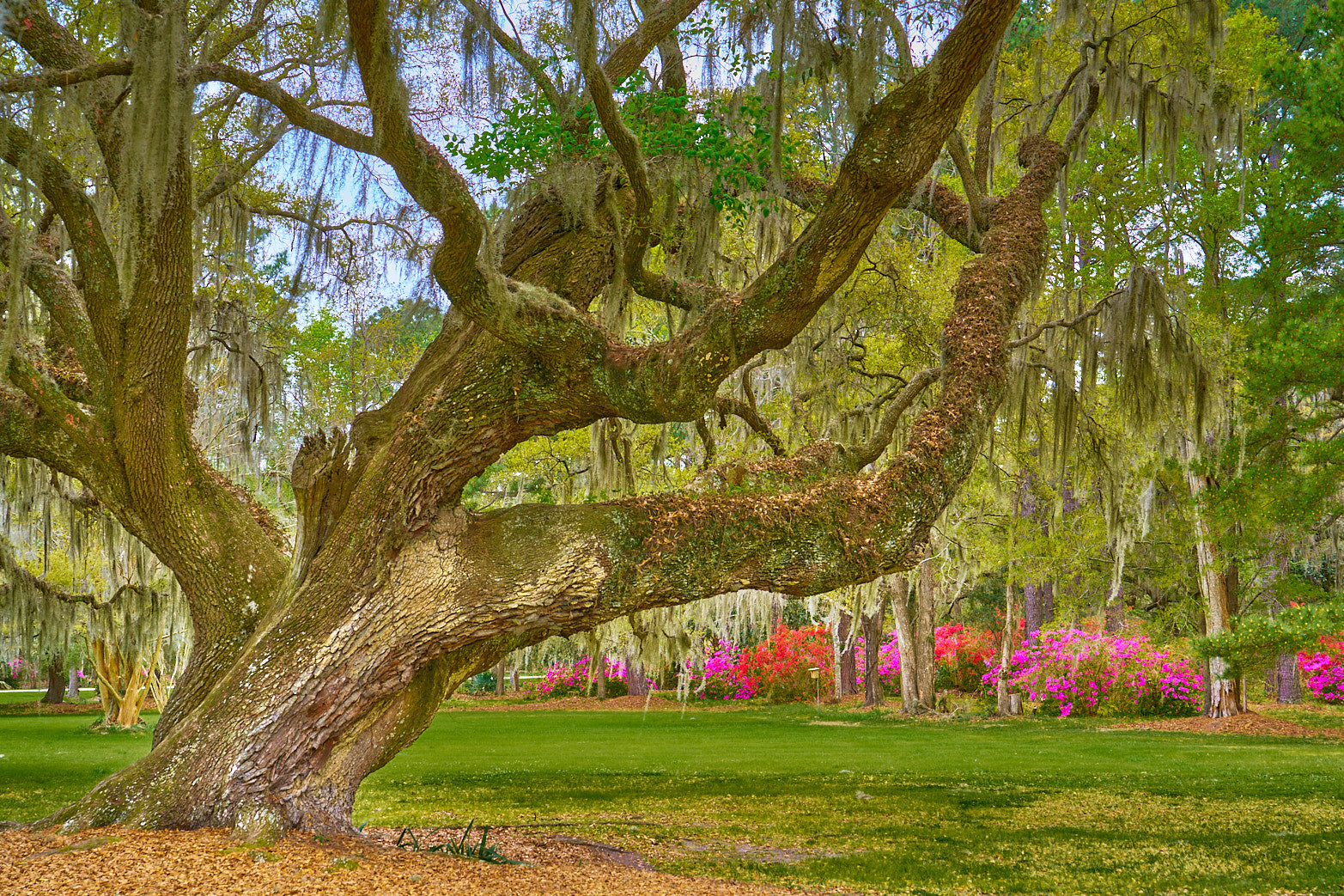 Ancient Grace