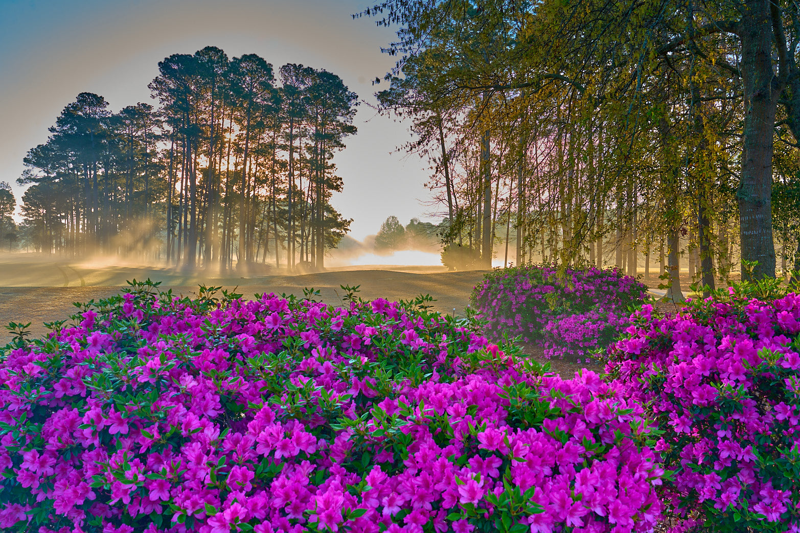 12 North - Azalea Bloom
