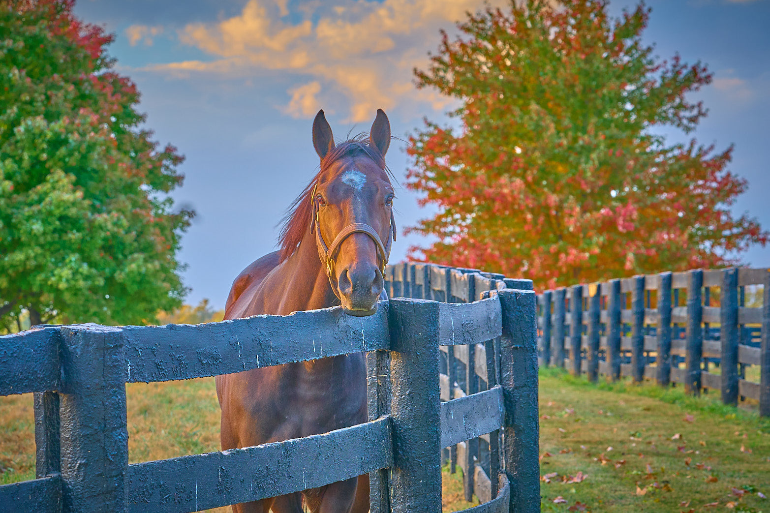 Autumn Thoroughbred