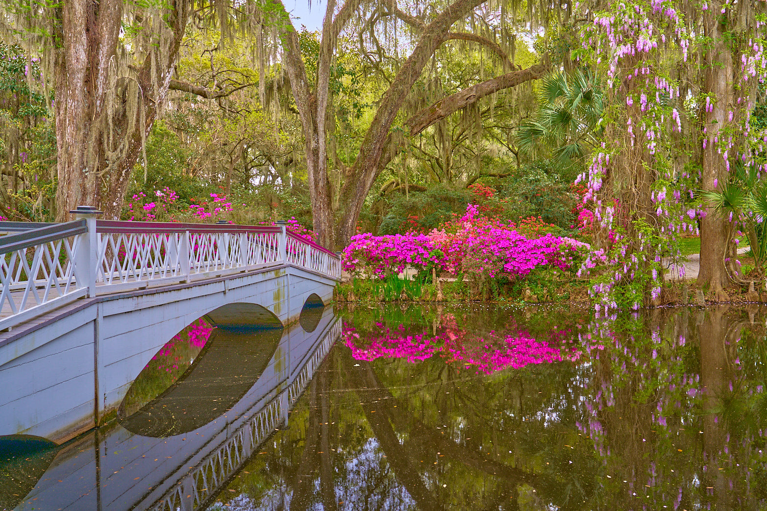 Wisteria Bridge