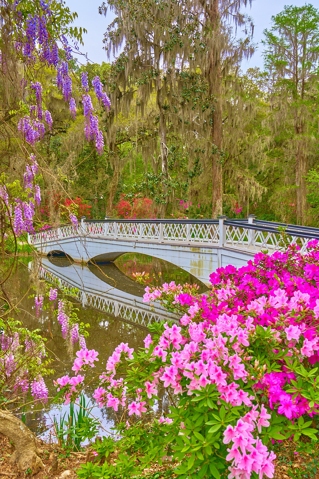 Wisteria Morning