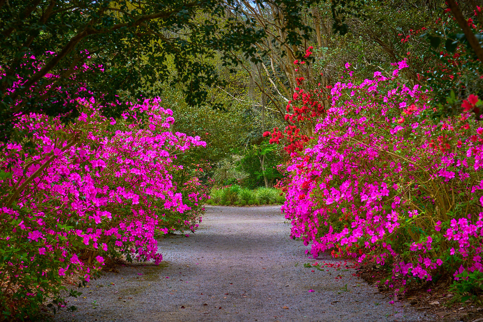 In Full Bloom