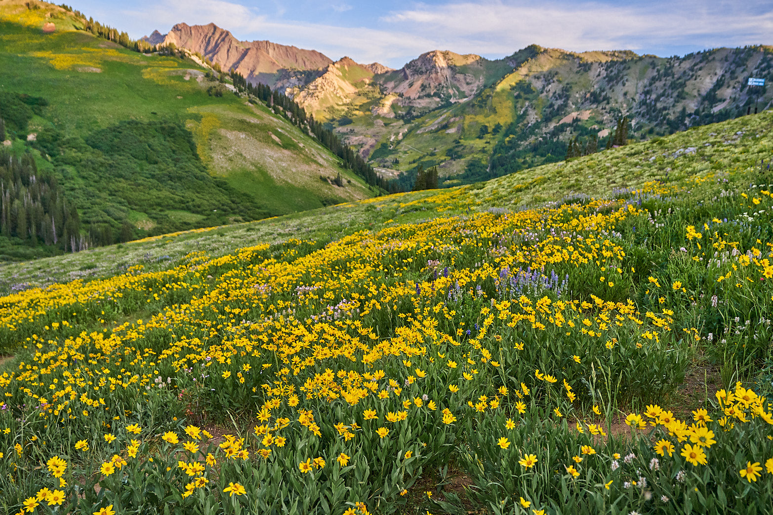Valley in Bloom